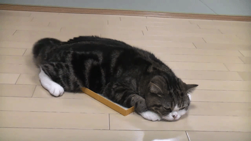 Cat GIFs (11 gifs)