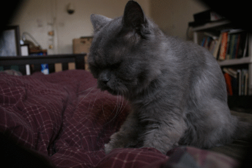 Cat GIFs (11 gifs)