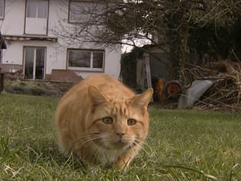 Cat GIFs (11 gifs)
