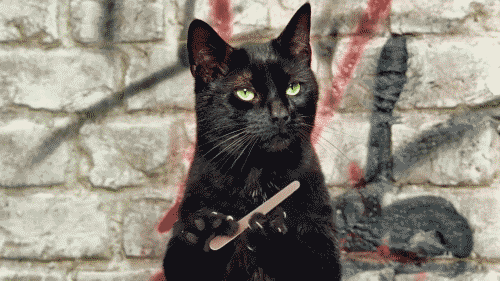 Cat GIFs (11 gifs)