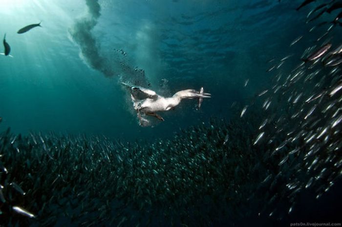 Underwater Sardine Dance (18 pics)