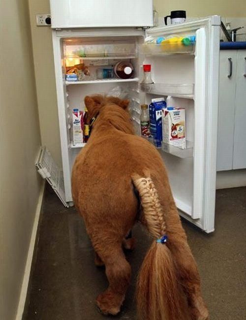 Charming Miniature Horse Koda (10 pics)