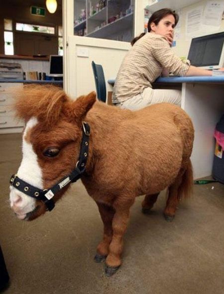 Charming Miniature Horse Koda (10 pics)