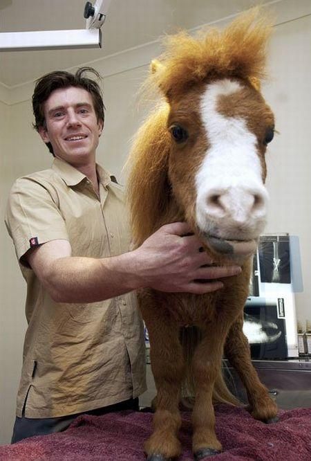 Charming Miniature Horse Koda (10 pics)