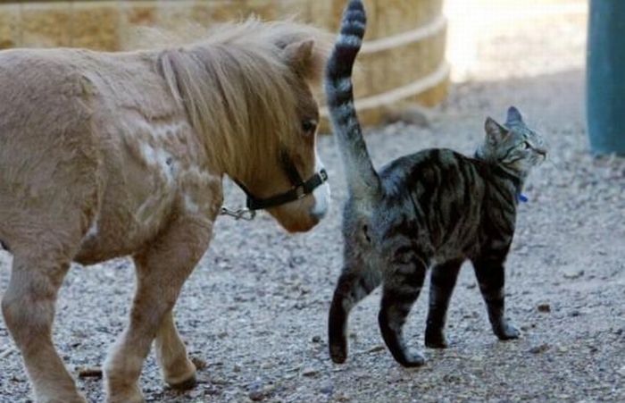 Charming Miniature Horse Koda (10 pics)