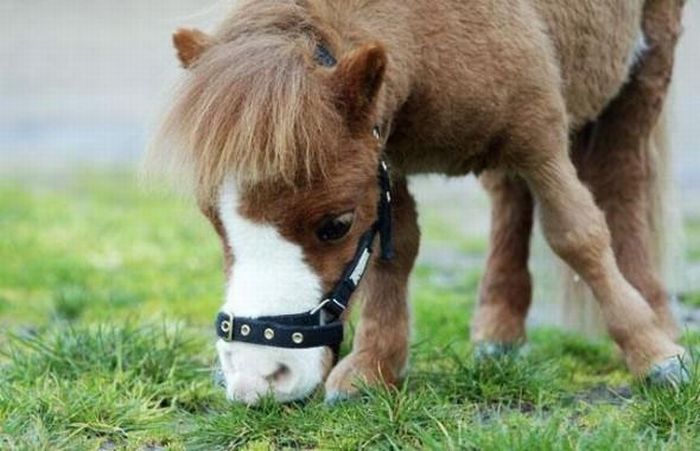 Charming Miniature Horse Koda (10 pics)