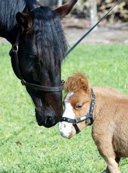 Charming Miniature Horse Koda (10 pics)