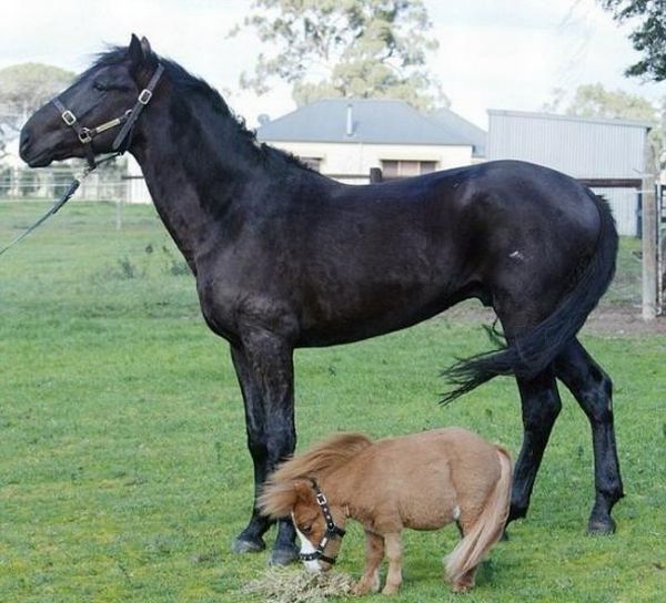 Charming Miniature Horse Koda (10 pics)