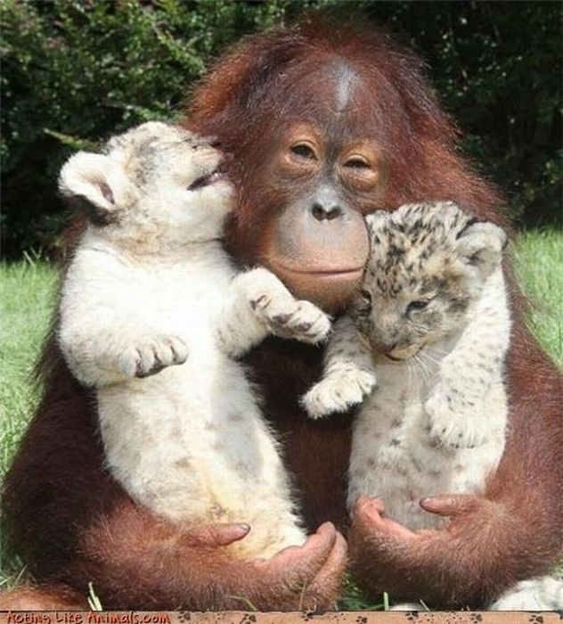 The Cutest Animal Friendship (62 pics)
