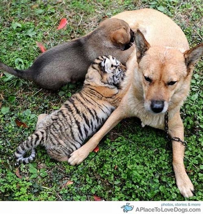 The Cutest Animal Friendship (62 pics)