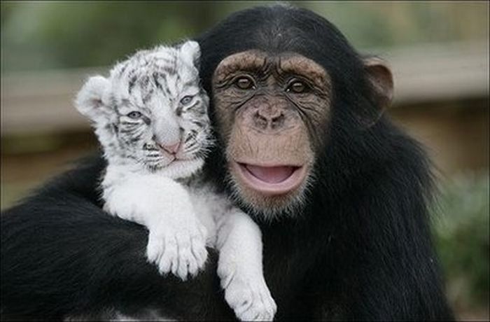 The Cutest Animal Friendship (62 pics)