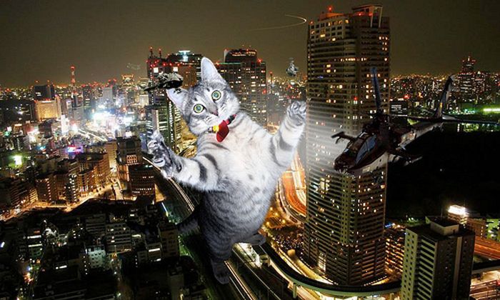 The World Will End With Catzilla Atack (25 pics)