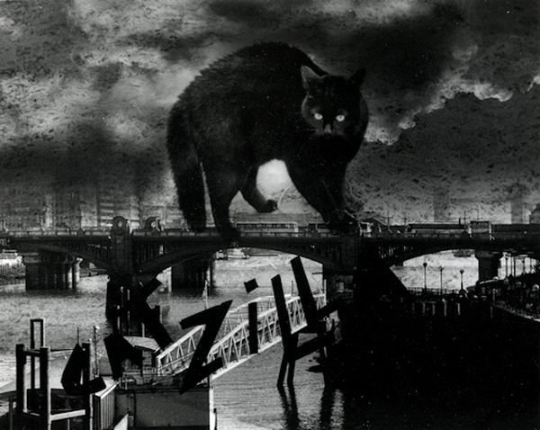 The World Will End With Catzilla Atack (25 pics)