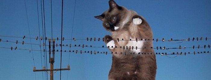 The World Will End With Catzilla Atack (25 pics)
