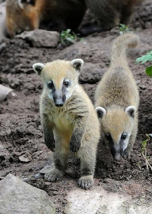 Cute Baby Snookum Bears (50 pics)