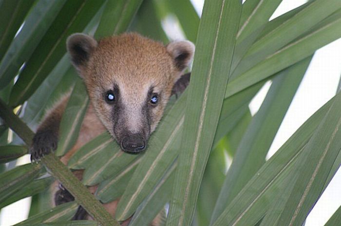 Cute Baby Snookum Bears (50 pics)