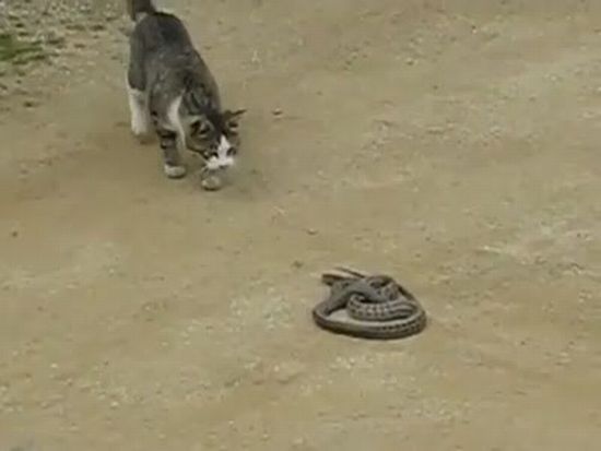 Cat vs Snake