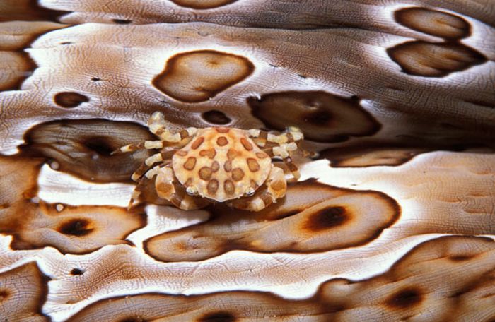 Colorful Underwater Masters of Disguise (17 pics)