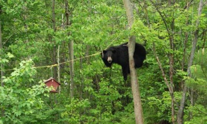 Bear Gets the Bird Feeder (4 pics)