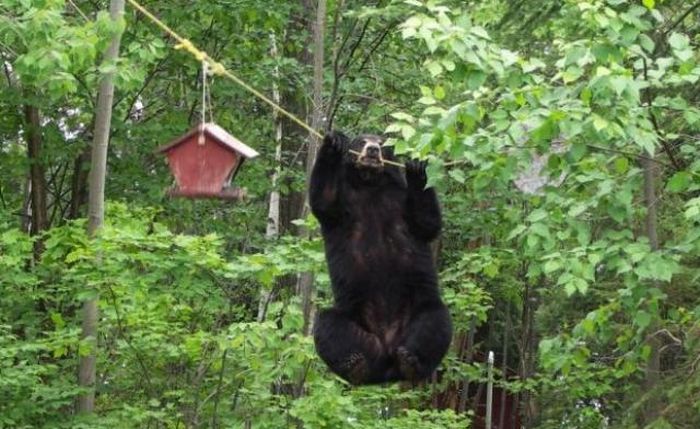 Bear Gets the Bird Feeder (4 pics)