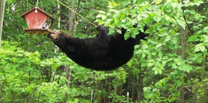 Bear Gets the Bird Feeder (4 pics)