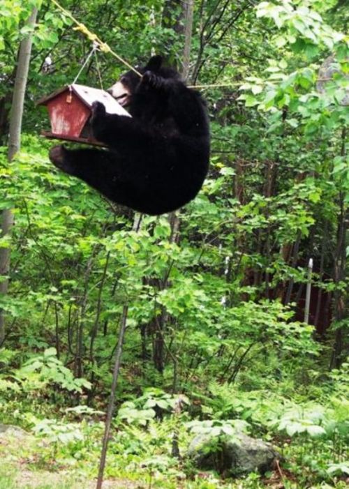 Bear Gets the Bird Feeder (4 pics)