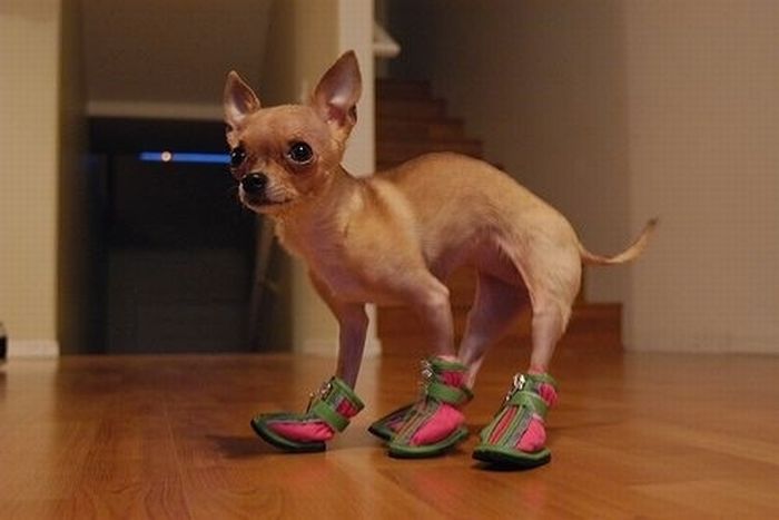 Pets Wearing Weird Shoes (20 pics)