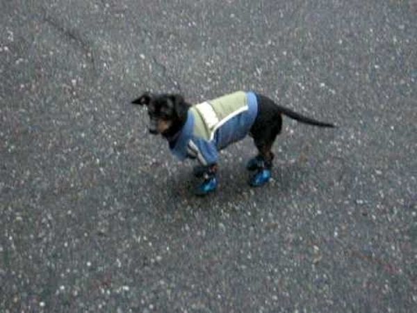 Pets Wearing Weird Shoes (20 pics)