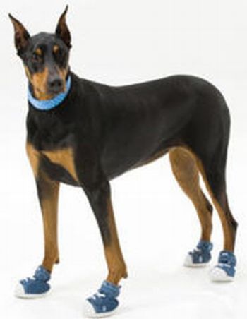 Pets Wearing Weird Shoes (20 pics)