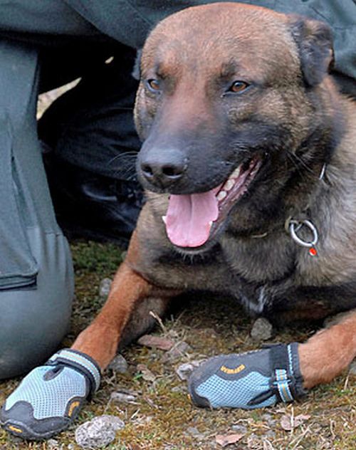Pets Wearing Weird Shoes (20 pics)