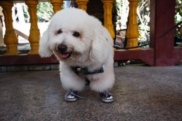 Pets Wearing Weird Shoes (20 pics)