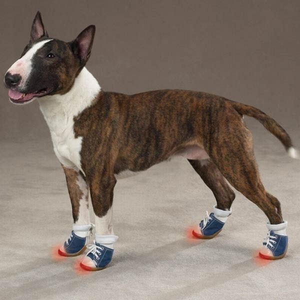 sneakers with dogs