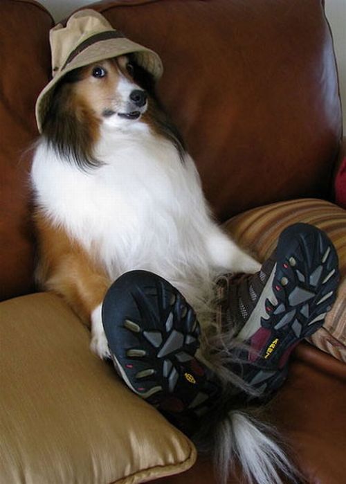 Pets Wearing Weird Shoes (20 pics)