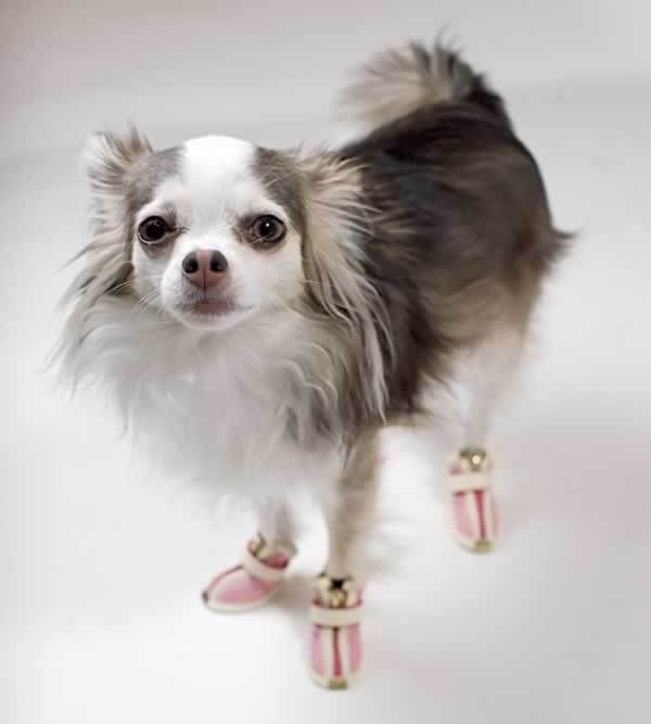 Pets Wearing Weird Shoes (20 pics)
