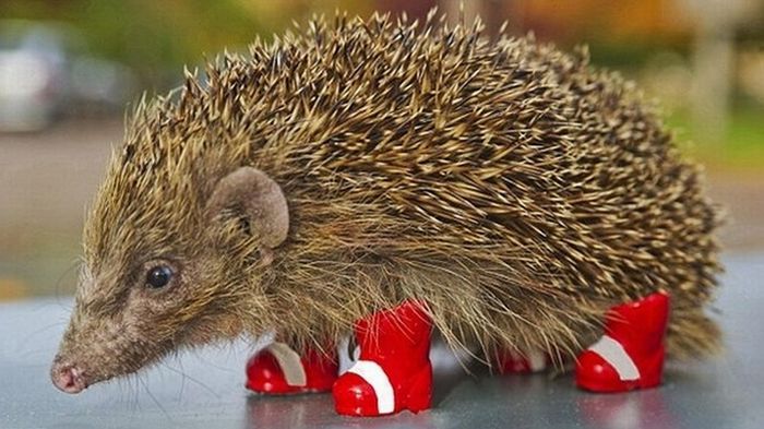 Pets Wearing Weird Shoes (20 pics)