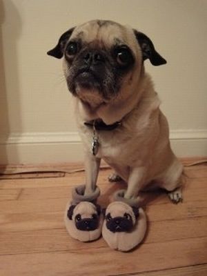 Pets Wearing Weird Shoes (20 pics)