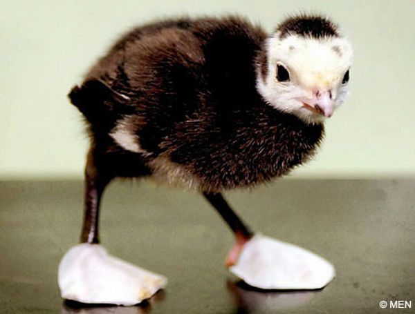 Pets Wearing Weird Shoes (20 pics)