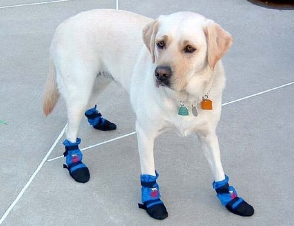 Pets Wearing Weird Shoes (20 pics)