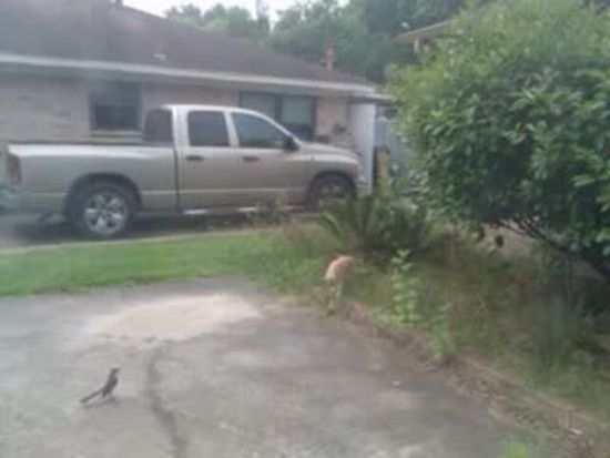 Bird Was Punished for Attacking a Cat