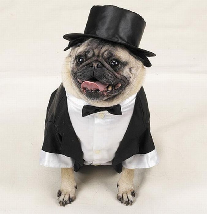 Tom Ford’s 22 Essentials by Pugs (23 pics)
