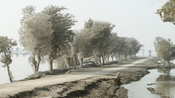 Spider Invasion in Pakistan (8 pics)