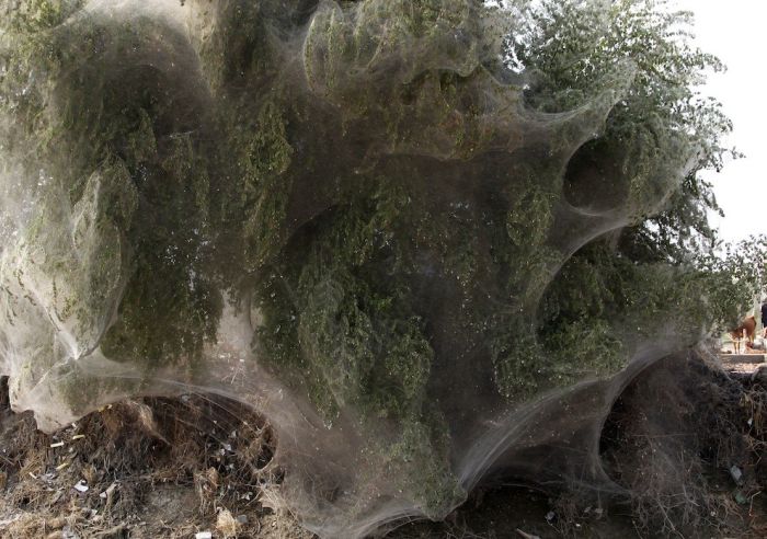 Spider Invasion in Pakistan (8 pics)