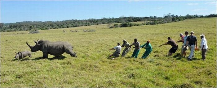 Saving Rhinos (4 pics)