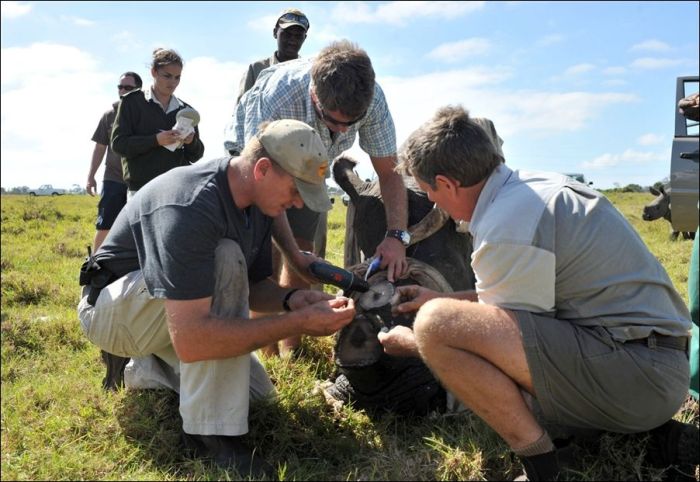 Saving Rhinos (4 pics)