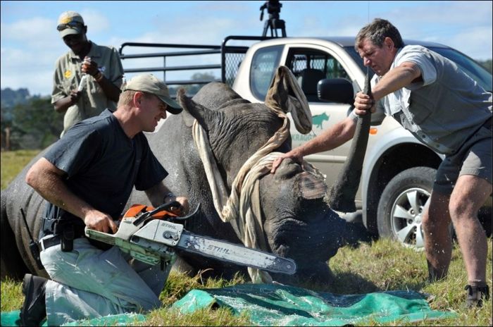 Saving Rhinos (4 pics)