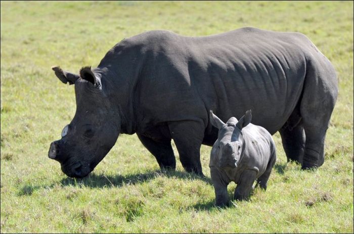 Saving Rhinos (4 pics)