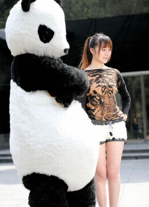 Panda Shorts (17 pics)