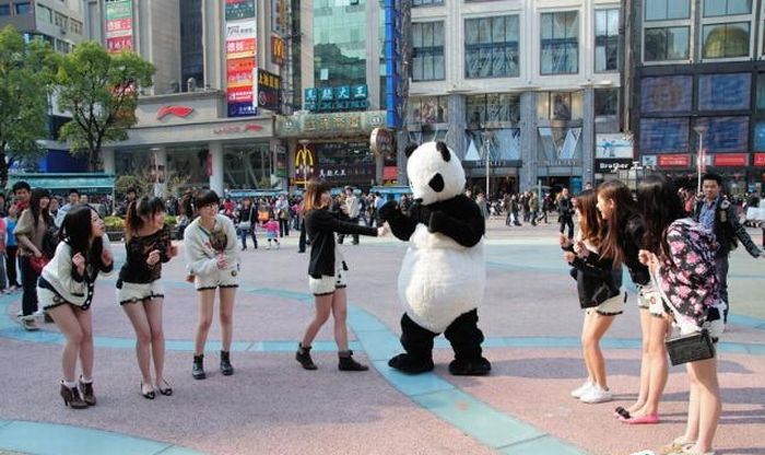 Panda Shorts (17 pics)