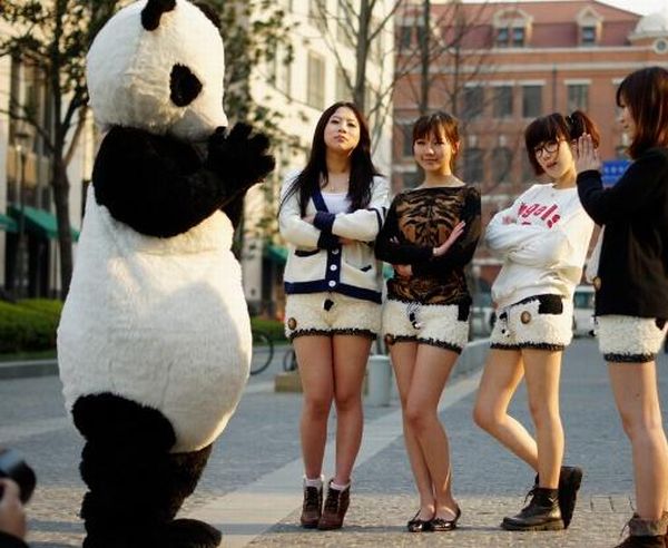 Panda Shorts (17 pics)