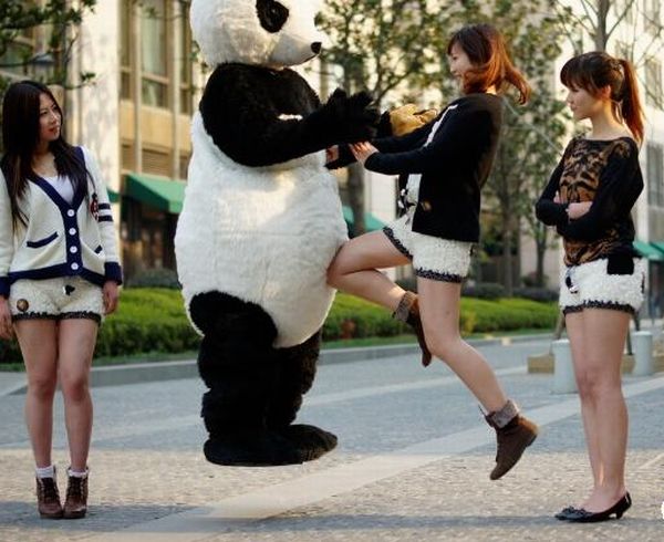 Panda Shorts (17 pics)